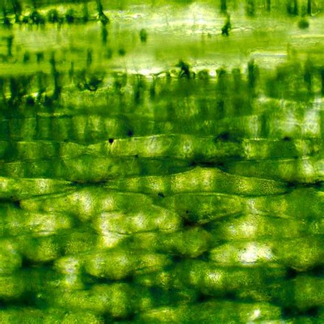 Cellulose | INGREDIENTS LIBRARY