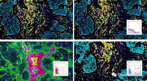 浅析精准组织识别与单细胞定量分析的重要性 多玛克科技（北京）有限公司