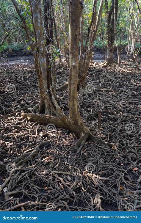 Roots Of Trees That Grow In Mangrove Forests Stock Photo Image Of