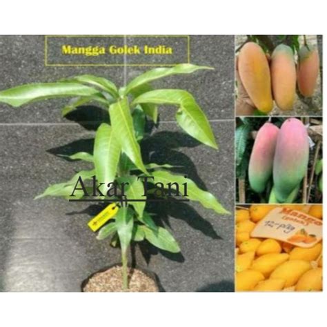 Jual Bibit Mangga Golek India Superr Shopee Indonesia