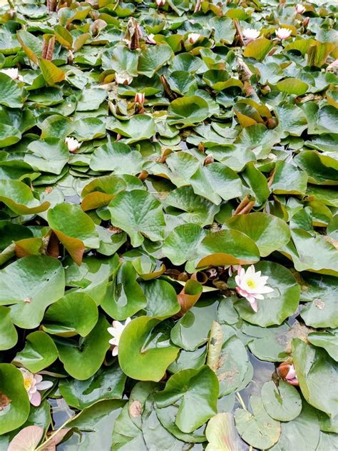 Close Up Of Glowing Green Water Lilly Leaves Floating On Water With