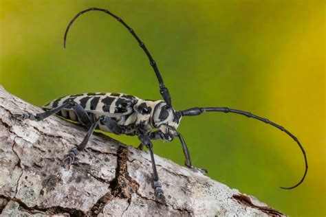 What a Bore: Cottonwood Borer Beetle - Dallas County Master Gardeners ...