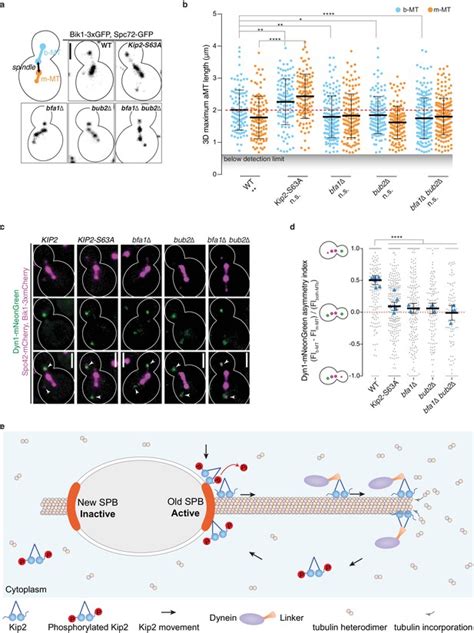 Remote Control Of Microtubule Plus End Dynamics And Function From The