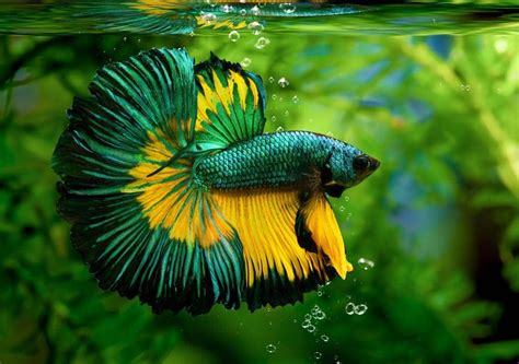 King Betta Fish Care Guide Pictures Varieties Lifespan Hepper