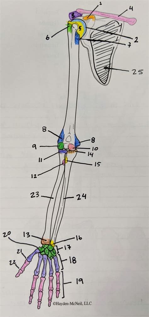 Upper Extremity Anterior Diagram Quizlet