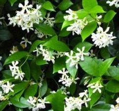 Deliciously sweet aromatic Star Jasmine vines. | Plants, Climbing ...