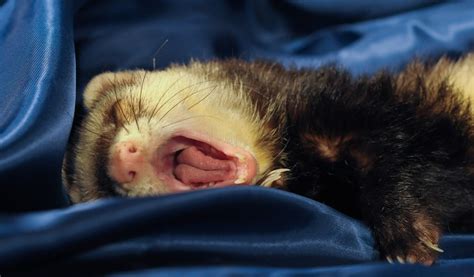 The Sleeping Habits Of Ferrets Are Ferrets Nocturnal