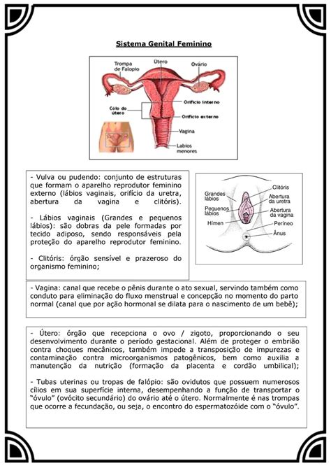 Exercicios Sobre Sistema Reprodutor Masculino E Feminino