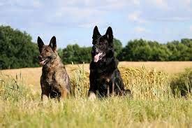 Doberman vs German Shepherd fight comparison & difference