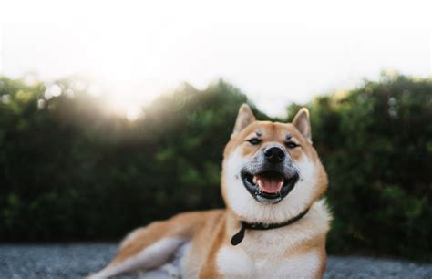 Analyse Des Prix Du Shiba Inu Voici Pourquoi Le SHIB Est Sur Le Point