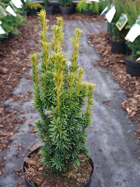 Gelbe S Uleneibe Fastigiata Aureomarginata Garten Von Ehren