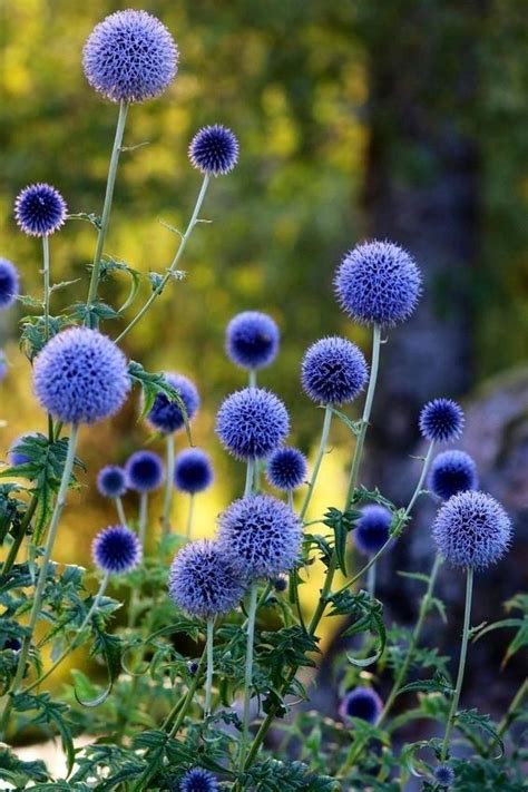 ! 12 2022 14:37 | | 2471575796 | Amazing flowers, Flower garden ...