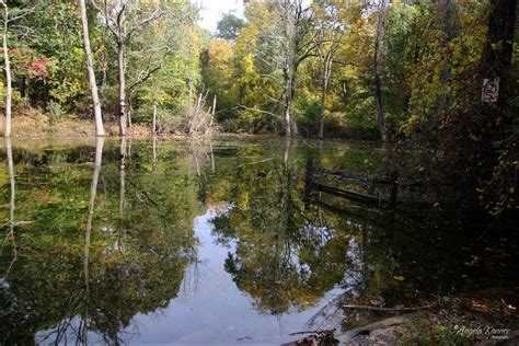 Natures Reflections Angela Kanner Flickr