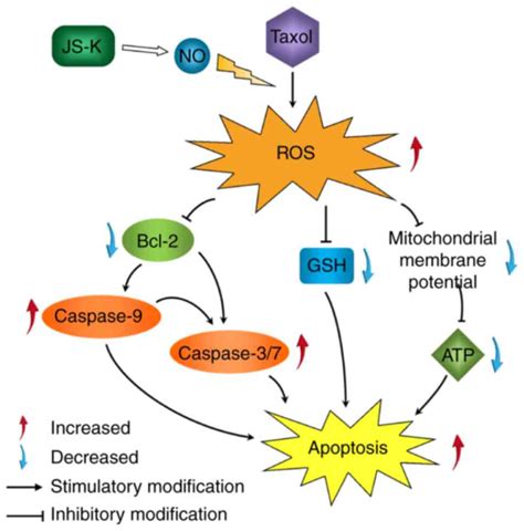 JSK Enhances Chemosensitivity Of Prostate Cancer Cells To Taxol Via