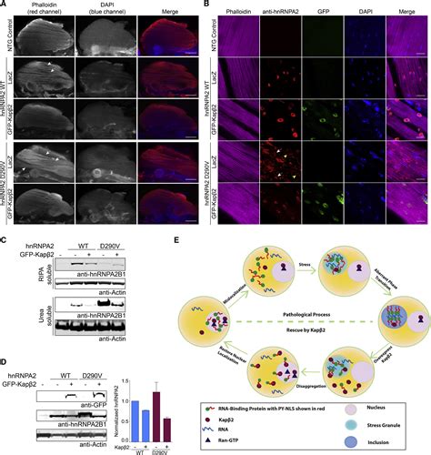 Nuclear Import Receptors Reverse Aberrant Phase Transitions Of Rna