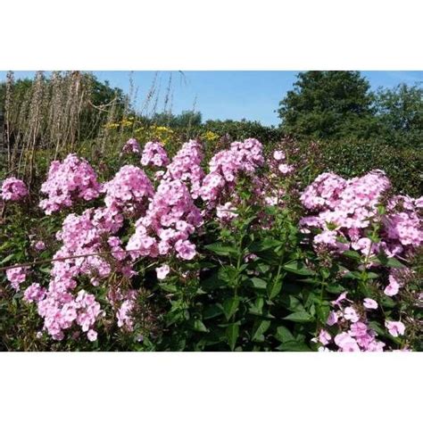 Vlambloem Phlox Paniculata Herbstwalzer Vaste Planten Planten