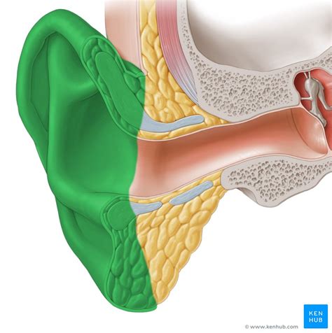 Oído externo Anatomía partes funciones Kenhub