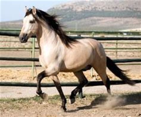 Caballo Bayo | El Linar del Cabo