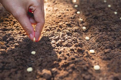 premium photo seedling concept  human hand human seeding seed