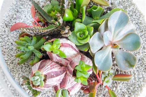 Creating Eye Catching Displays With Potted Succulents