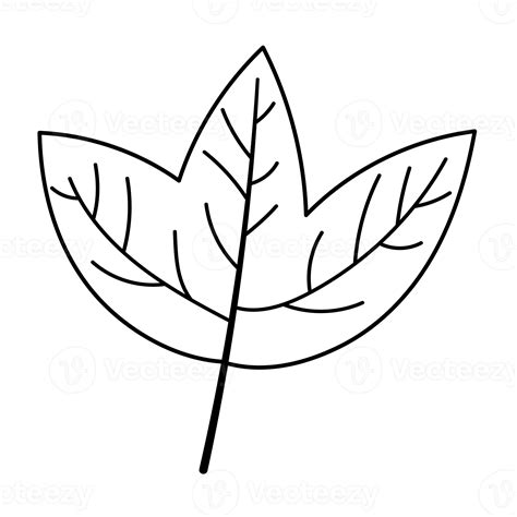 leaf cartoon in outline style 8481751 PNG