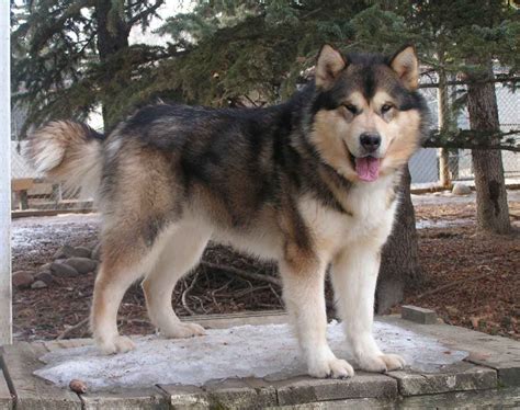 Alaskan Malamute Size Vs Husky - Pets Lovers