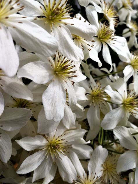 Clematis Avalanche - Rockbarton Garden Centre