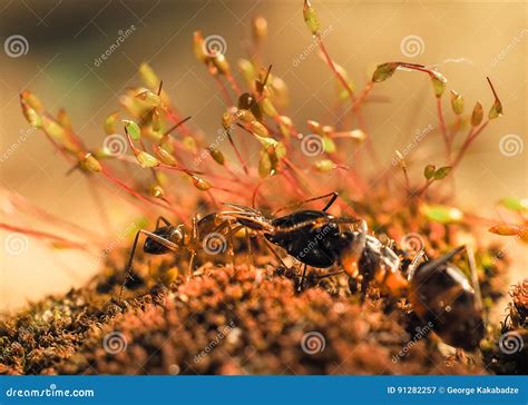 Red and Black Ant Was Fighting on the Leaves, Ant Stock Image - Image of antattack, love: 91282257