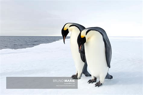 Bruno Marie Photographe Manchots Empereurs Aptenodytes Forsteri