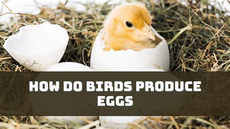 How Do Birds Produce Eggs Facts Revealed