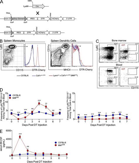 MM DTR Mice A Diagrammatic Representation Of Lysm Cre Top Csf1r