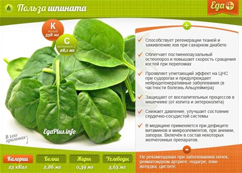 Шпинат: польза и вред для здоровья