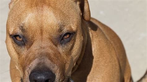 Un enfant attaqué et grièvement blessé par plusieurs chiens à Jodoigne