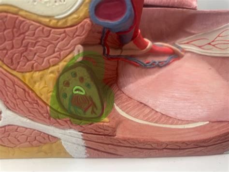 Lab Dual Sex Model Flashcards Quizlet