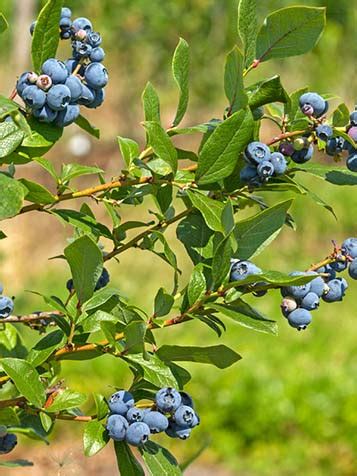 Blauwe Bessen Struik Kopen Blauwe Bes Plant Tuinplantenwinkel Nl