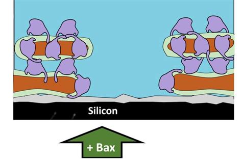 Scientists Reveal New Details Of Cellular Process That Prevents Spread