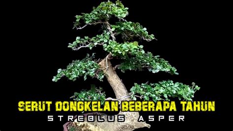 Update Serut Hasil Dongkelan Beberapa Tahun Yang Lalau Streblus Asper