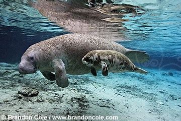 Manatee photos, high resolution stock underwater pictures of Florida