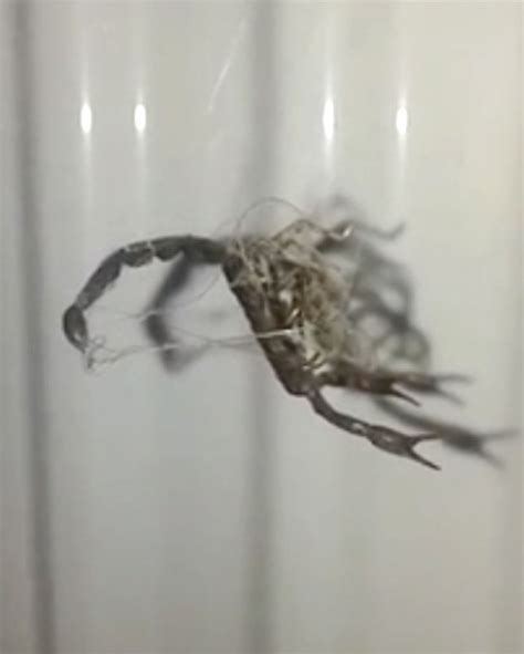 Giant spider and scorpion fight in bathroom in front of shocked man ...