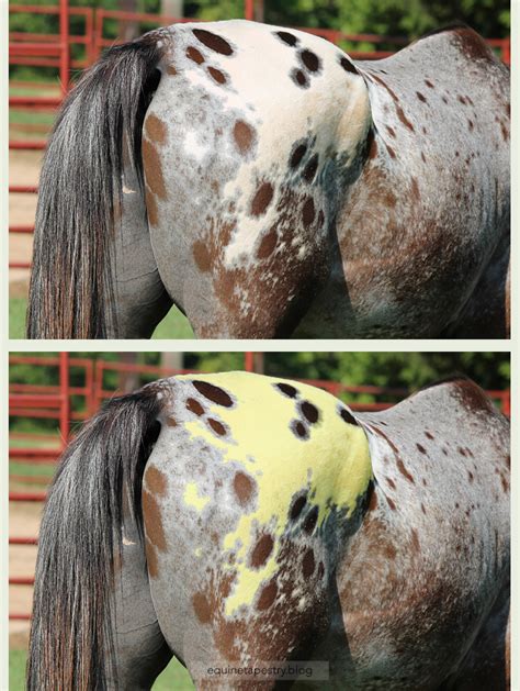 How Appaloosa Patterns Work Part 2 Equinetapestryblog