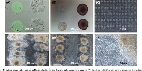 Figure From Directing Hepatic Differentiation Of Embryonic Stem Cells