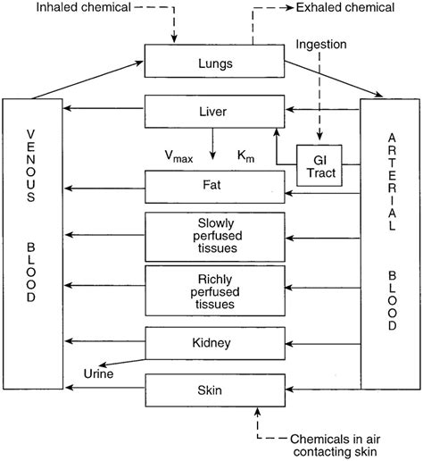 Figure 2 4 Conceptual Representation Of A Physiologically Based