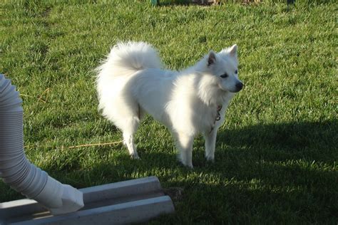 At Home With The O's: Our Polar Bear Dog