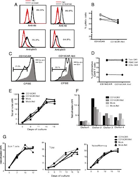 Ex Vivo Akt Inhibition Promotes The Generation Of Potent Cd Car T