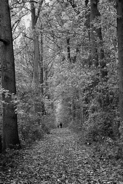 Trees Nature Monochrome Free Photo On Pixabay Pixabay