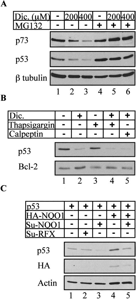 Mdm 2 And Ubiquitin Independent P53 Proteasomal Degradation Regulated