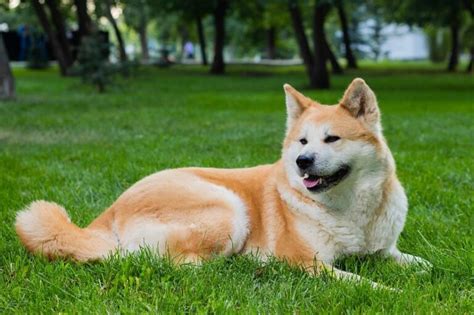 Der Akita Inu Floxik Magazin