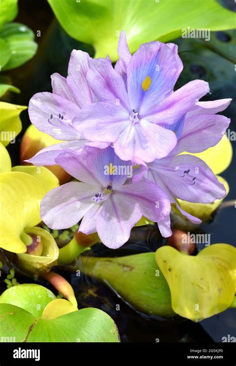 Purple Water Hyacinth Eichhornia Crassipes Flowers Stock Photo Alamy