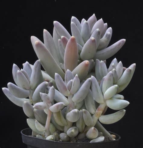 Pachyphytum Hookeri