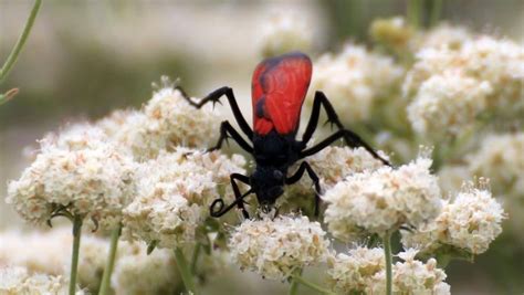 12 Deadly Tarantula Hawk Facts